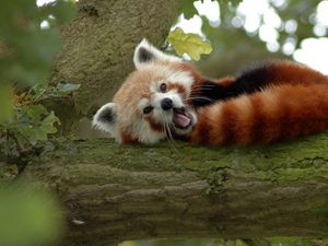Preview wallpaper red panda, branch, sleep, yawn