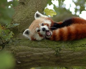 Preview wallpaper red panda, branch, sleep, yawn