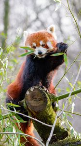 Preview wallpaper red panda, branches, bamboo