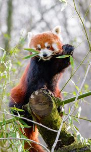 Preview wallpaper red panda, branches, bamboo