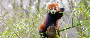 Preview wallpaper red panda, branches, bamboo