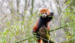 Preview wallpaper red panda, branches, bamboo