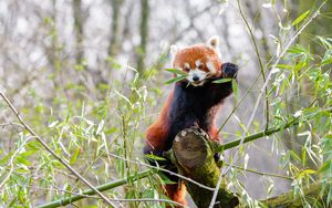 Preview wallpaper red panda, branches, bamboo