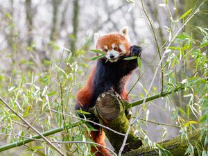 Preview wallpaper red panda, branches, bamboo