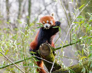 Preview wallpaper red panda, branches, bamboo