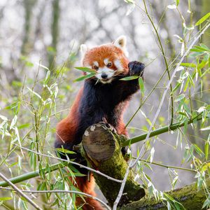 Preview wallpaper red panda, branches, bamboo