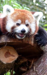 Preview wallpaper red panda, branches, trees, lie down, face