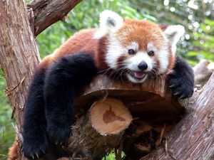 Preview wallpaper red panda, branches, trees, lie down, face