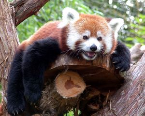 Preview wallpaper red panda, branches, trees, lie down, face