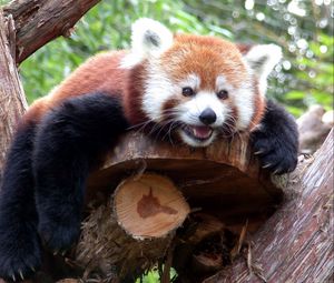 Preview wallpaper red panda, branches, trees, lie down, face