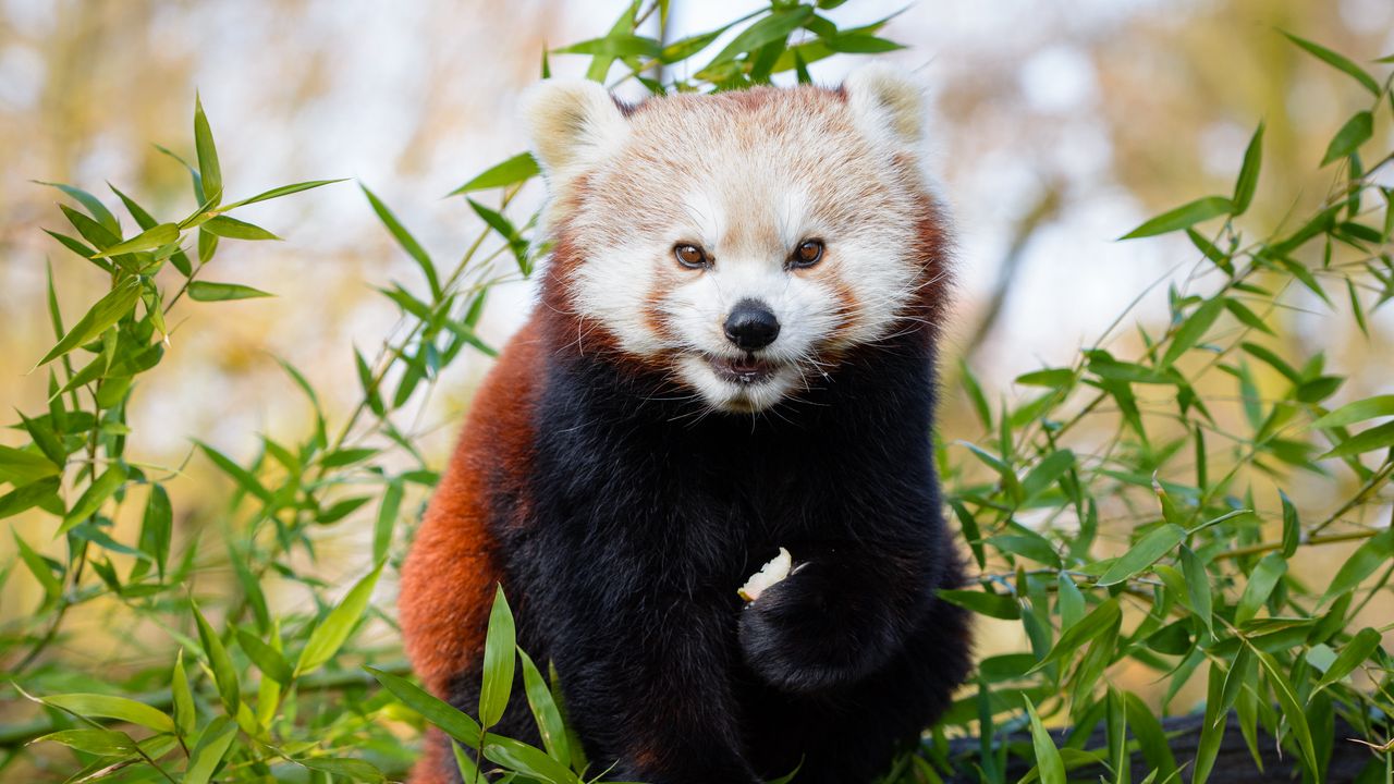 Wallpaper red panda, brown, cute, animal, bamboo, branches