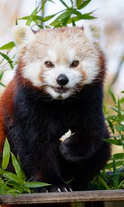 Preview wallpaper red panda, brown, cute, animal, bamboo, branches