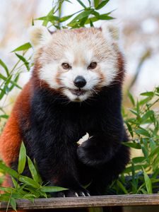 Preview wallpaper red panda, brown, cute, animal, bamboo, branches