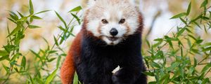 Preview wallpaper red panda, brown, cute, animal, bamboo, branches