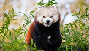 Preview wallpaper red panda, brown, cute, animal, bamboo, branches