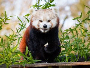 Preview wallpaper red panda, brown, cute, animal, bamboo, branches