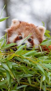 Preview wallpaper red panda, brown, fluffy, animal, branches