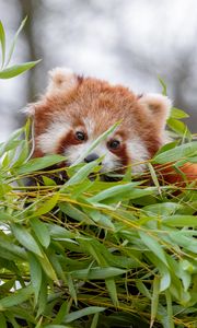 Preview wallpaper red panda, brown, fluffy, animal, branches