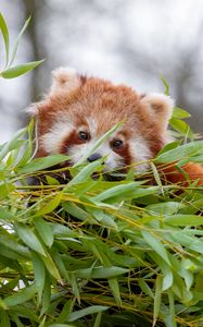 Preview wallpaper red panda, brown, fluffy, animal, branches