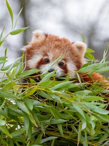 Preview wallpaper red panda, brown, fluffy, animal, branches