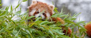 Preview wallpaper red panda, brown, fluffy, animal, branches