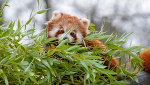 Preview wallpaper red panda, brown, fluffy, animal, branches