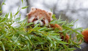 Preview wallpaper red panda, brown, fluffy, animal, branches