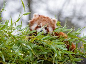 Preview wallpaper red panda, brown, fluffy, animal, branches