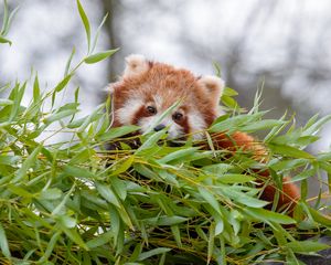 Preview wallpaper red panda, brown, fluffy, animal, branches