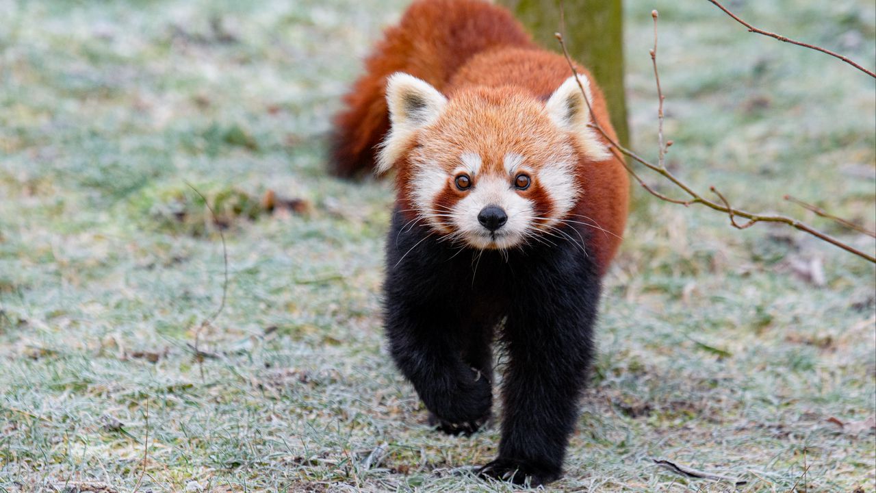 Wallpaper red panda, brown, fluffy, animal, wildlife