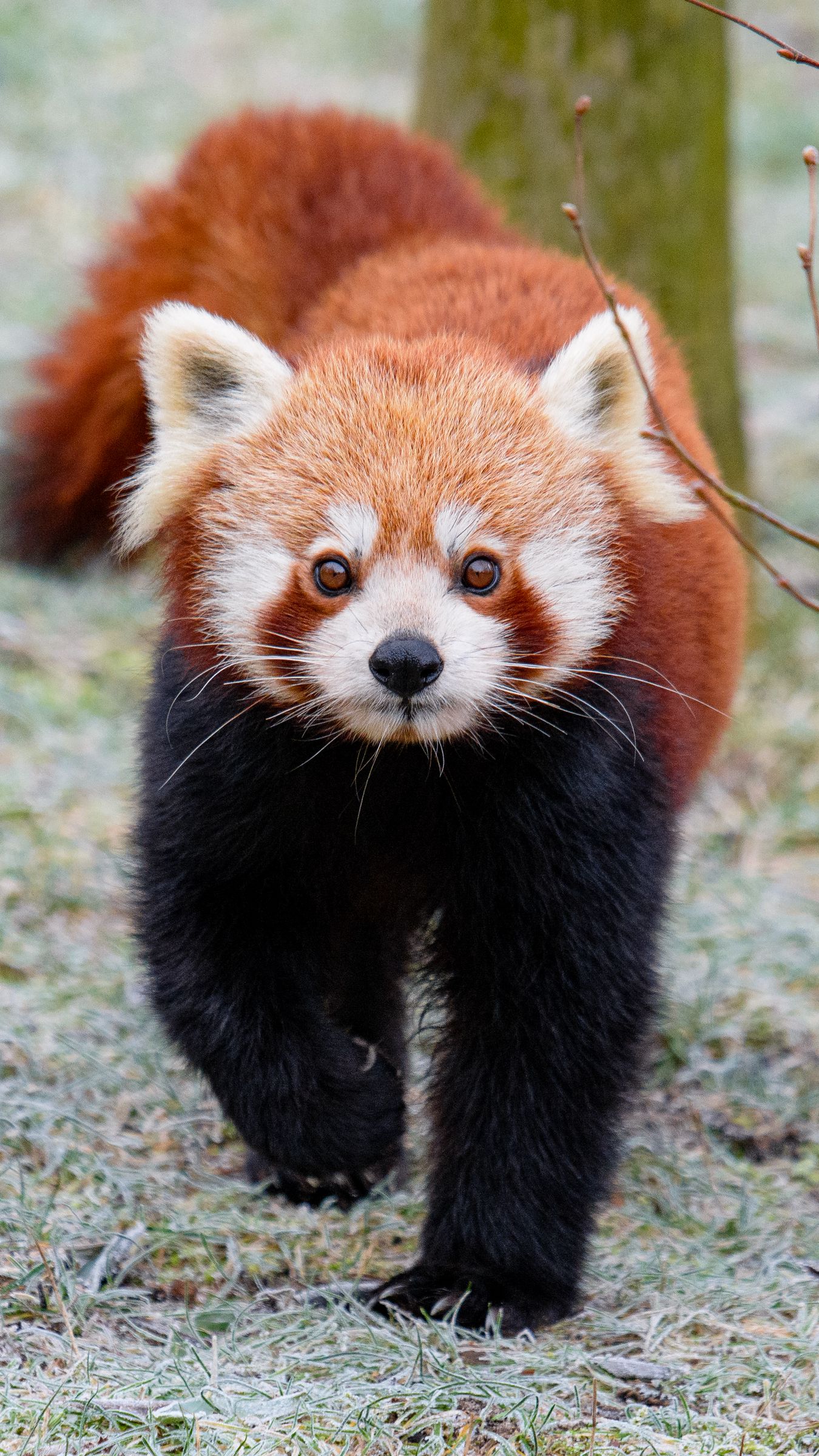 Download Wallpaper 1350x2400 Red Panda Brown Fluffy Animal Wildlife Iphone 8 7 6s 6 For Parallax Hd Background