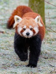 Preview wallpaper red panda, brown, fluffy, animal, wildlife