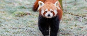 Preview wallpaper red panda, brown, fluffy, animal, wildlife