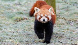 Preview wallpaper red panda, brown, fluffy, animal, wildlife