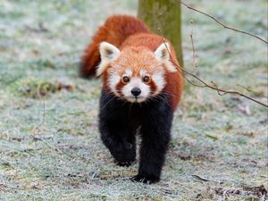Preview wallpaper red panda, brown, fluffy, animal, wildlife