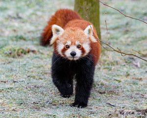 Preview wallpaper red panda, brown, fluffy, animal, wildlife