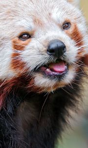 Preview wallpaper red panda, color, face, eyes, animal