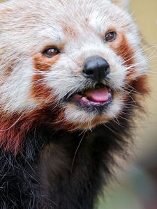 Preview wallpaper red panda, color, face, eyes, animal