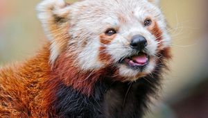 Preview wallpaper red panda, color, face, eyes, animal