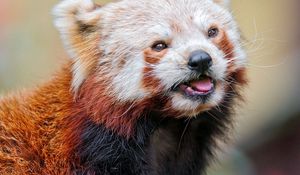 Preview wallpaper red panda, color, face, eyes, animal