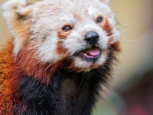 Preview wallpaper red panda, color, face, eyes, animal