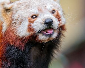 Preview wallpaper red panda, color, face, eyes, animal