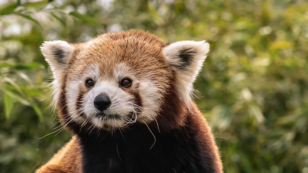 Wallpaper red panda, cute, animal