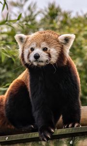 Preview wallpaper red panda, cute, animal
