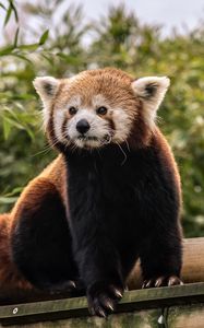 Preview wallpaper red panda, cute, animal