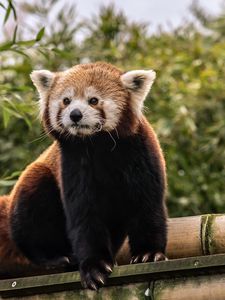 Preview wallpaper red panda, cute, animal