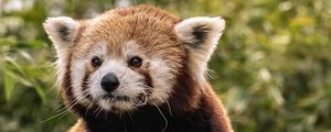 Preview wallpaper red panda, cute, animal