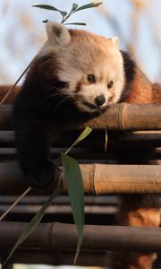 Preview wallpaper red panda, cute, bamboo