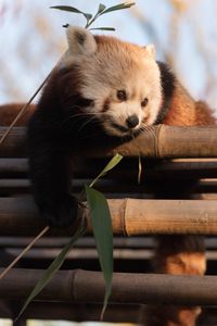 Preview wallpaper red panda, cute, bamboo