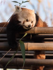 Preview wallpaper red panda, cute, bamboo